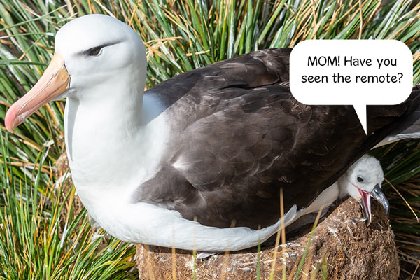 albatross funny comic - Photo by Paul Carroll on Unsplash
