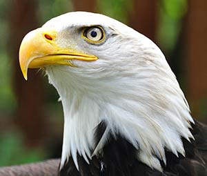Bald Eagle image