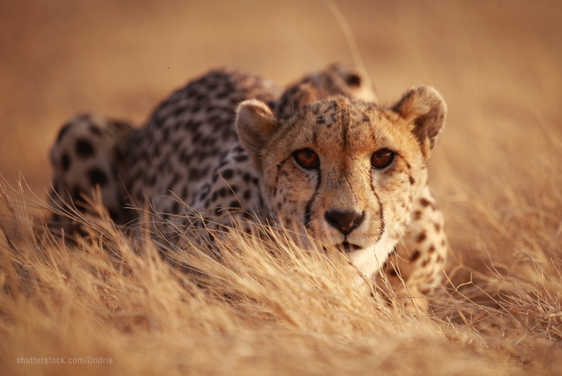 Cheetah crouching in the grass