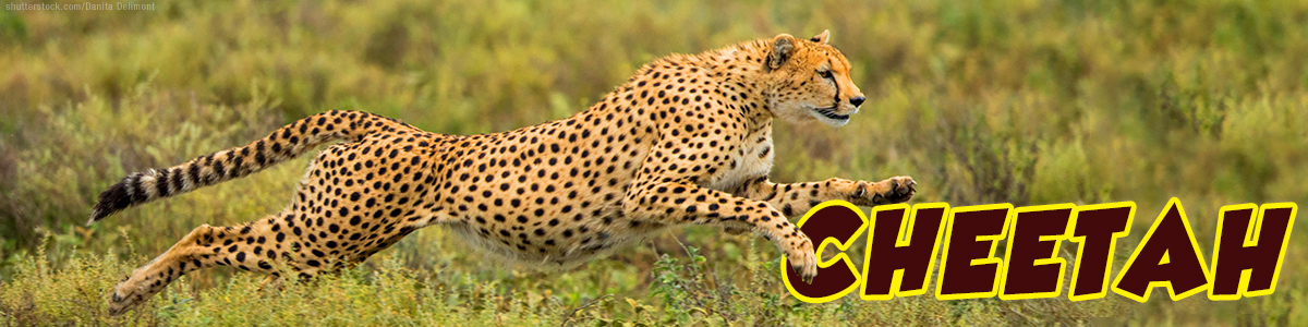 Cheetah title bar image