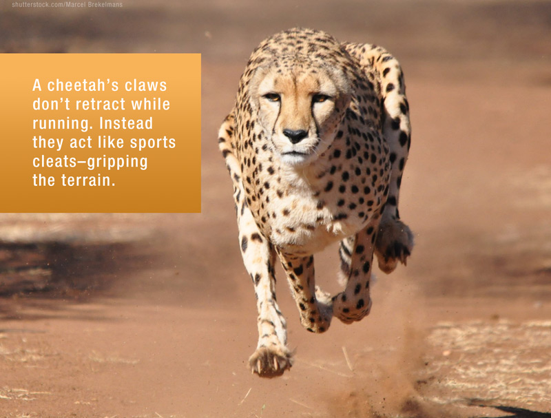 Cheetah running front view image