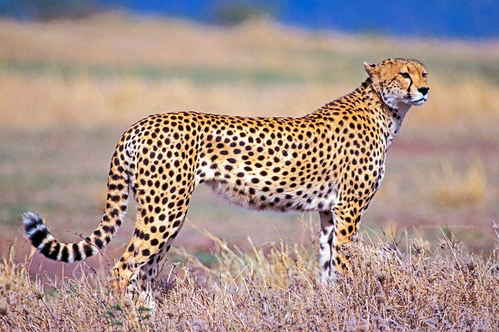 Cheetah Standing