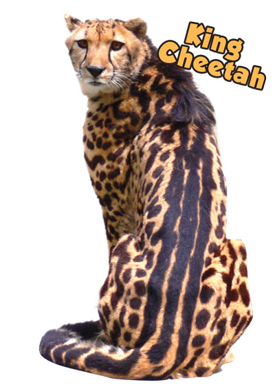 A king cheetah sitting image