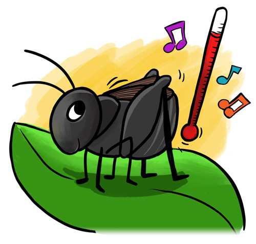 A Cricket making music illustration