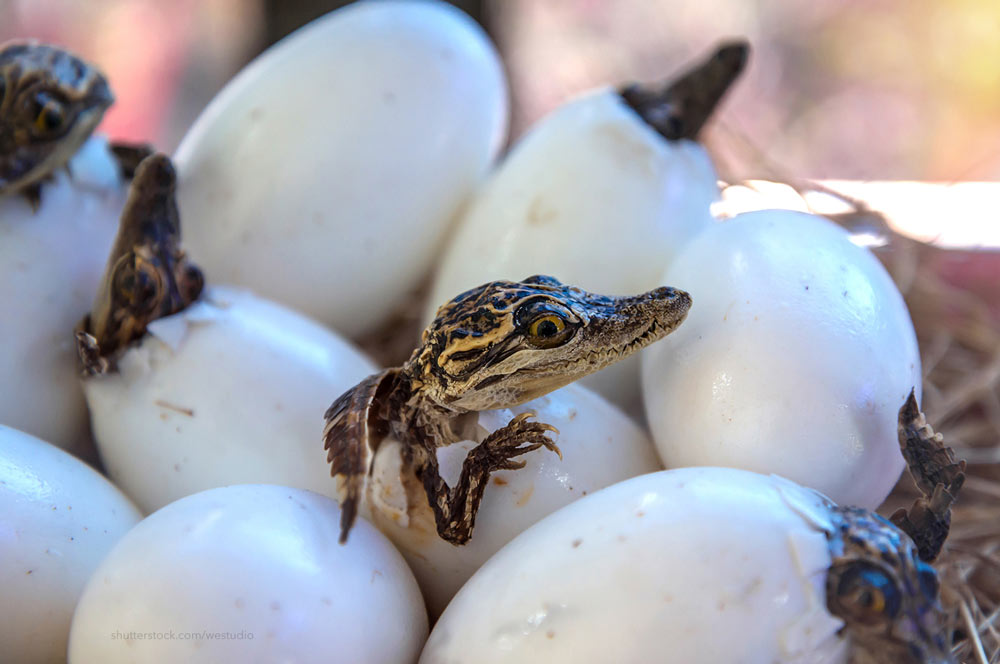 Baby Crocodiles