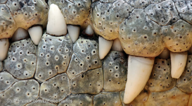 Closeup of a Crocs teeth photo