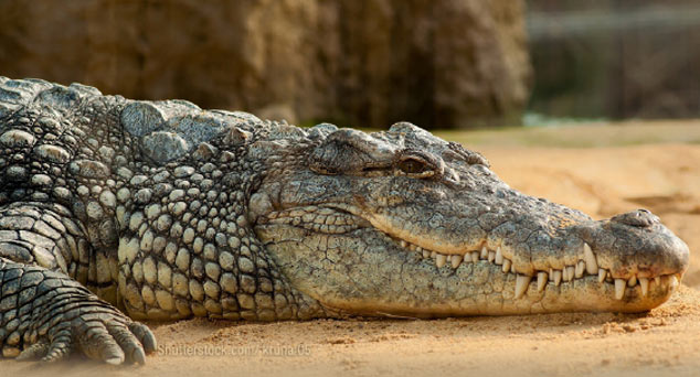  Crocodile lying in sand large image