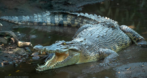 Large Crocodile in muddy water in indonesia photo