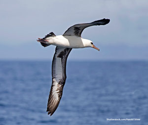 Albatross