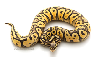 Ball Python image