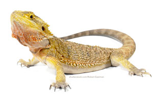 Australian Bearded Dragon image
