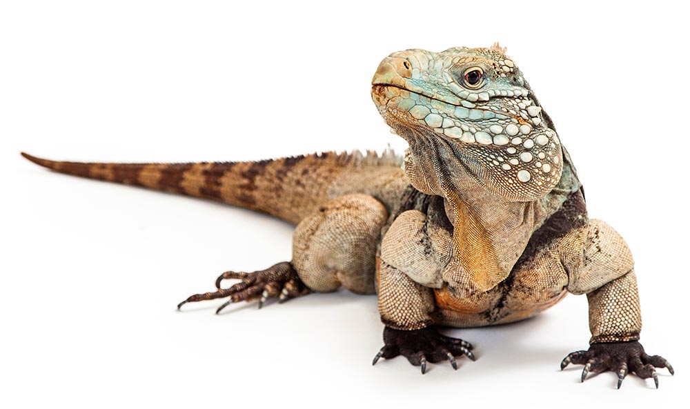 Isolated photo of a Blue Iguana on white. Photo from Shutterstock Susan Schmitz