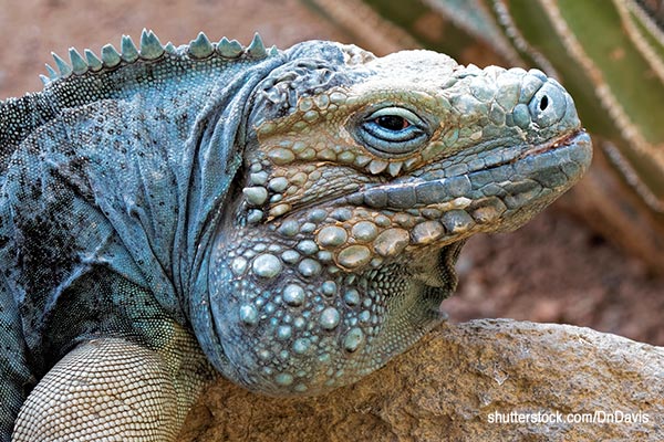  Closeup of a a Grand Cayman Blue Iguana Photo by DnDavis on Shutterstock