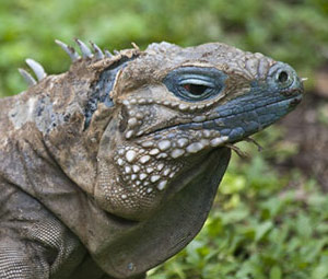 Blue Iguana