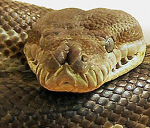 Carpet Python