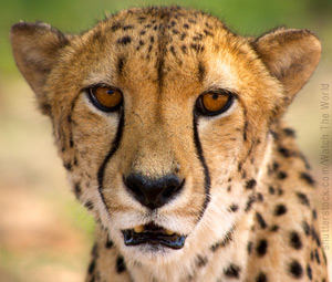 Cheetah image