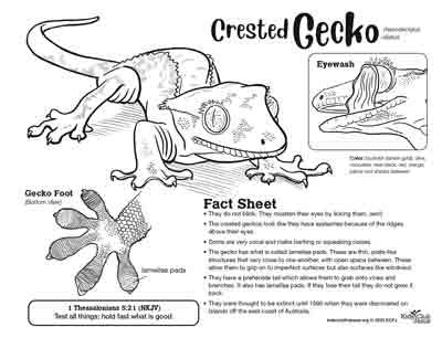 Crested Gecko fact Sheet for kids