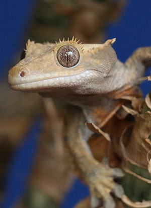 Crested Gecko close up