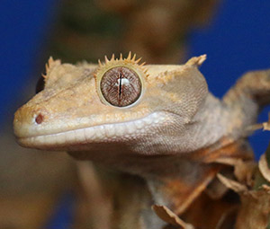 Crested Gecko