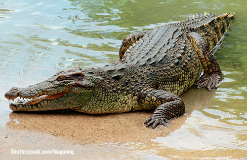 Crocodile photo