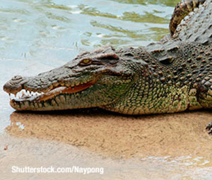 Crocodile
