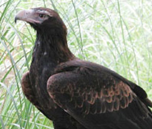  Wedge-tail Eagle