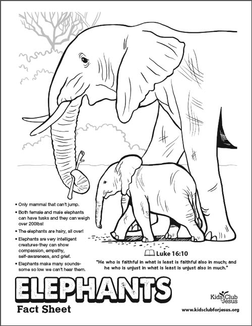 Elephants fact sheet image download