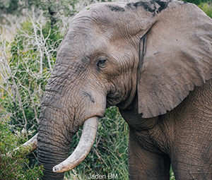 Elephants nature facts image