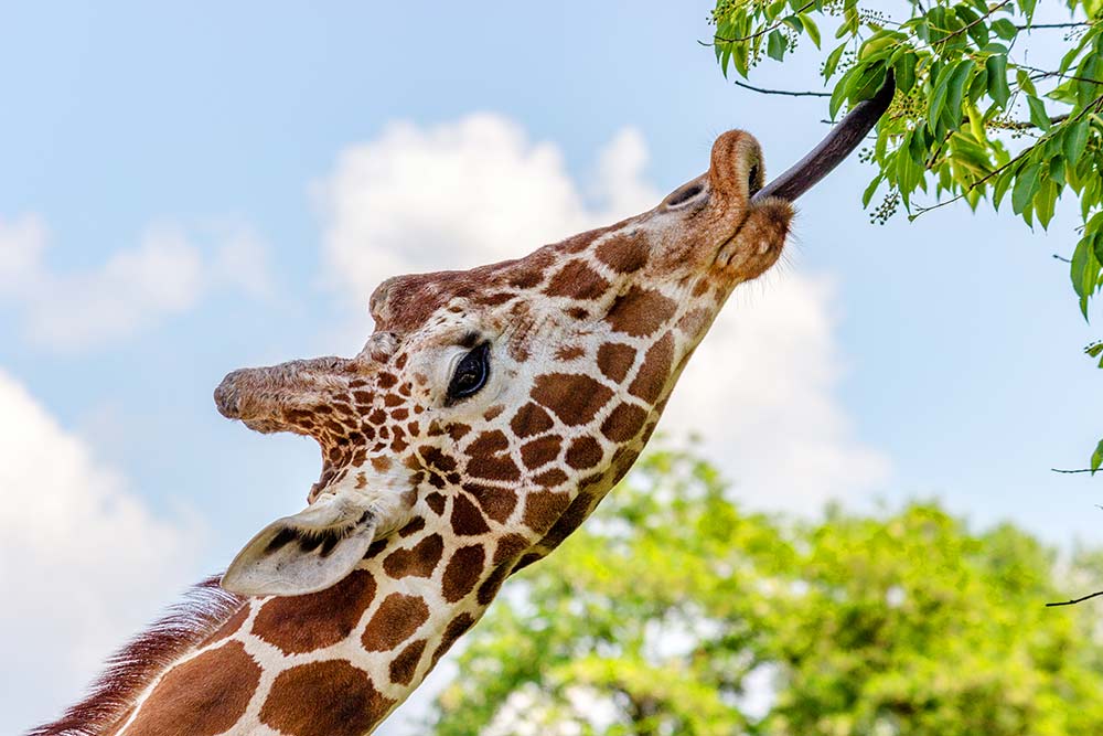 Giraffe grabbing food with his tongue. Photo by Slawek K on Unsplash
