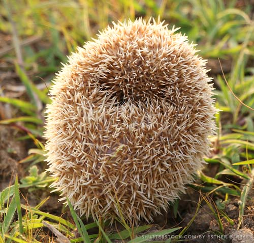 Hedgehog in a tight ball picture
