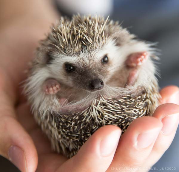 Hedgehog in a hand picture
