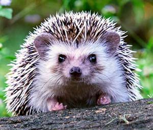 Hedgehog image