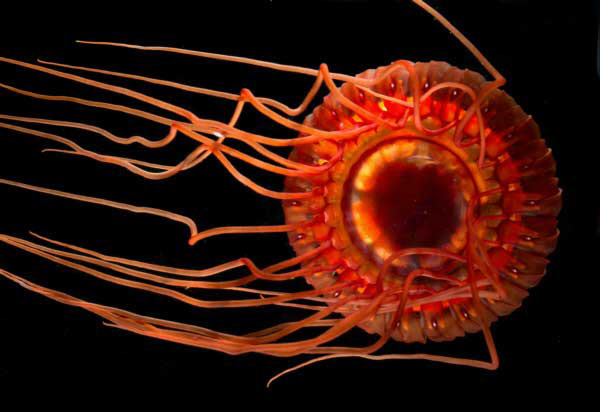 atolla-wyville jellyfish