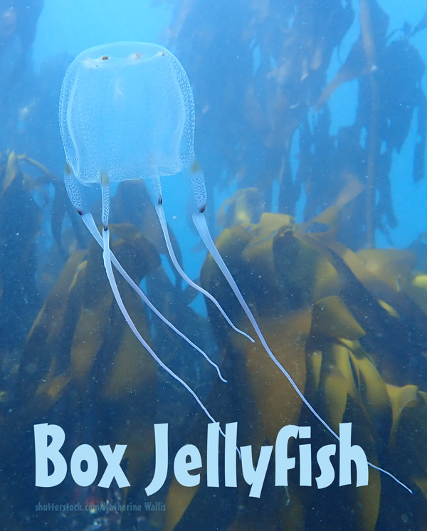 box jellyfish