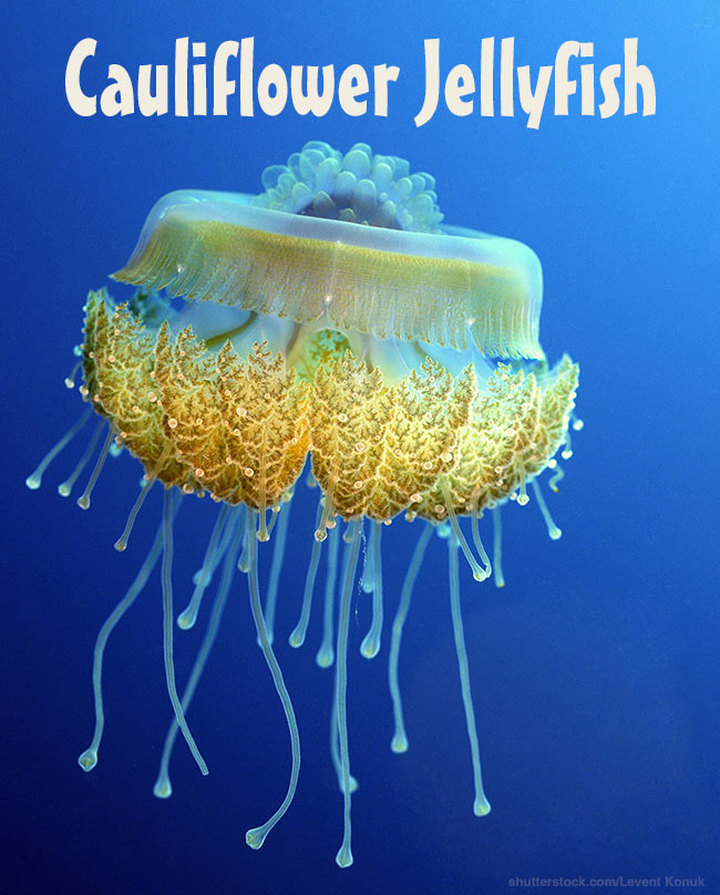 cauliflower mane jellyfish