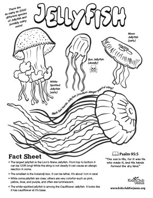 Jellyfish  fact sheet image download