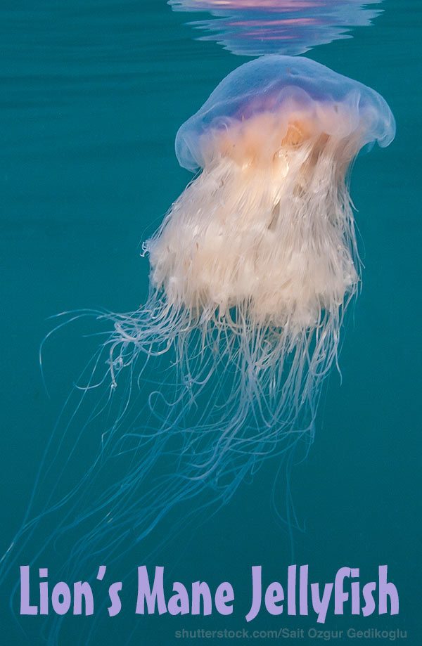 lion's mane jellyfish