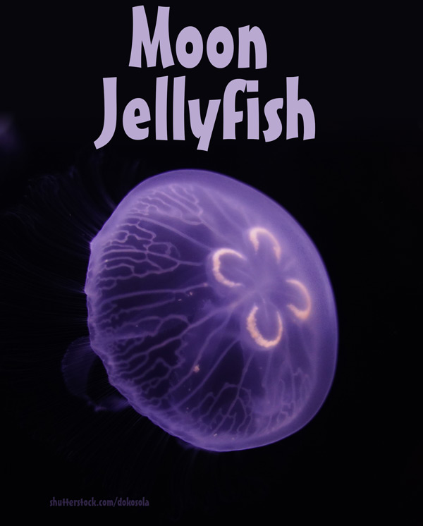 moon jellyfish