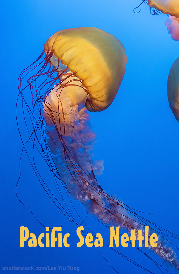 Sea Nettle jellyfish