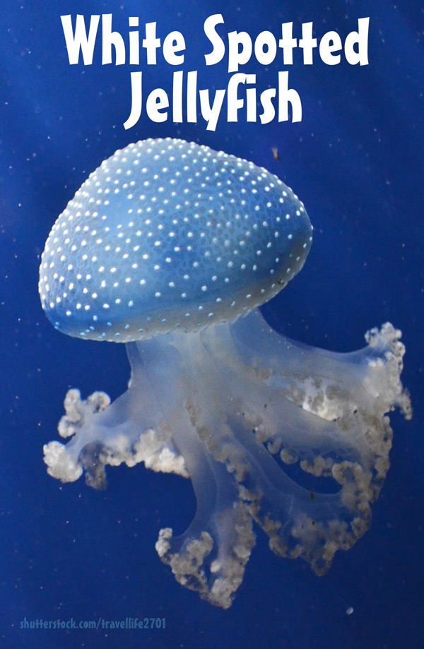 Spotted jellyfish