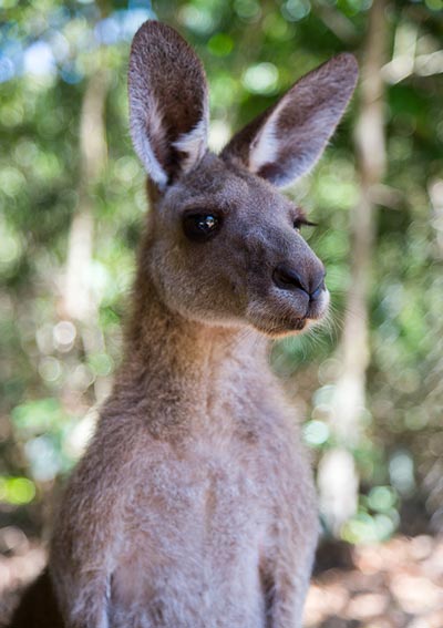 Kanagroo closeup. Photo by Robert Koorenny on Unsplash
