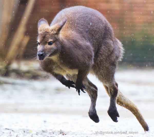 Kangaroos are very fast! They are built for speed. Kangaroo jumping