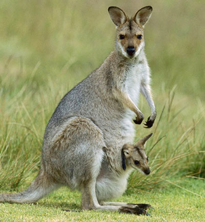 Kangaroo 