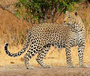 Leopards image