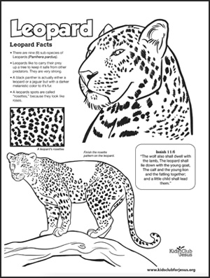 Leopard fact sheet image download