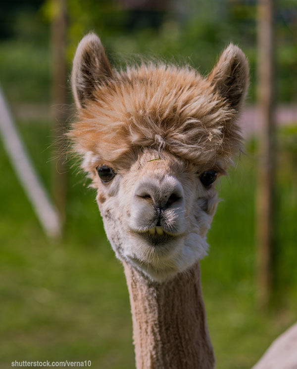  llama or alpaca