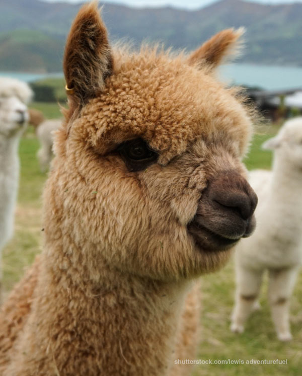  llama or alpaca