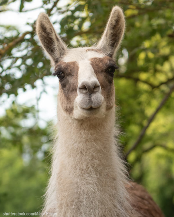  llama or alpaca