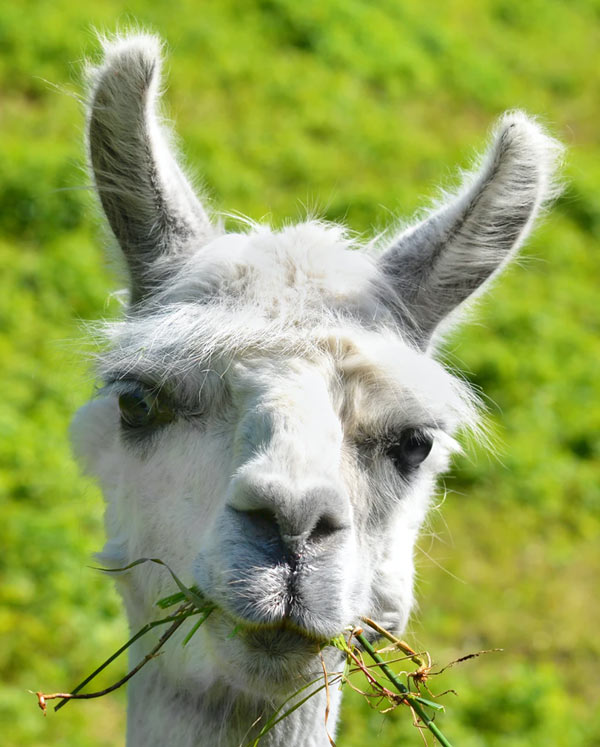  llama or alpaca