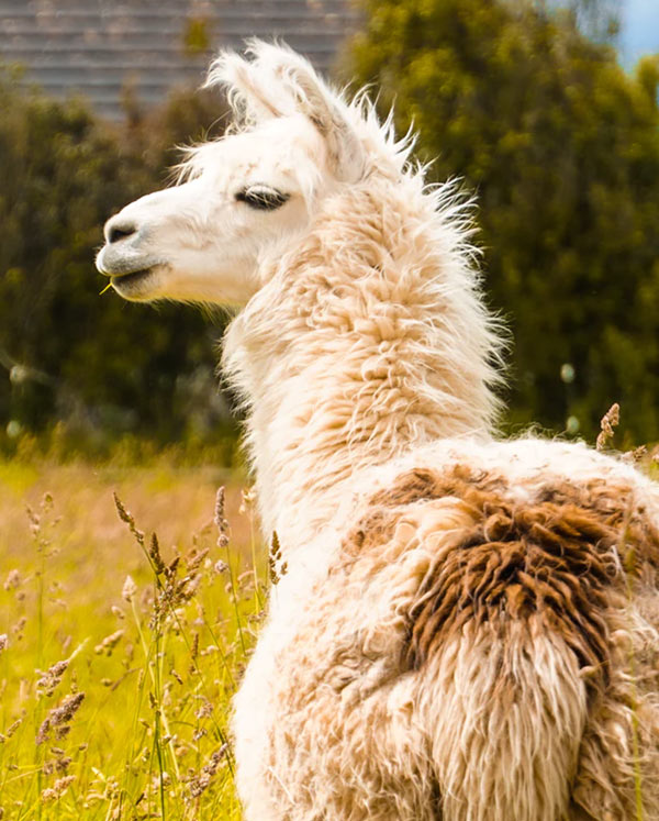  llama or alpaca